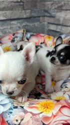 向田友美ブリーダーのブログ：ブッチbaby