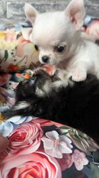 向田友美ブリーダーのブログ：ブッチbaby