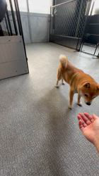 高橋祐一郎ブリーダーのブログ：小豆柴🐕　愛ちゃんママ　もうすぐ3才✋
