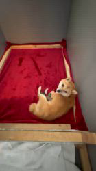 高橋祐一郎ブリーダーのブログ：きよママ　12月16日生まれました