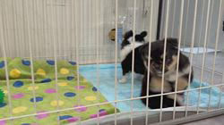 松嶋美華ブリーダーのブログ：子犬と大きなお姉ちゃん❤︎
