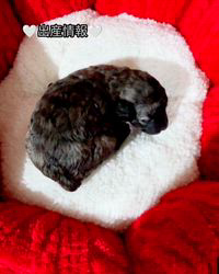 白谷恵美子ブリーダーのブログ：子犬ちゃん生まれてます💕