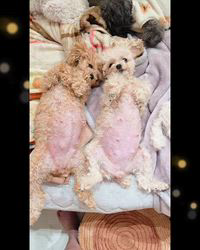 白谷恵美子ブリーダーのブログ：子犬ちゃん生まれてます🤍