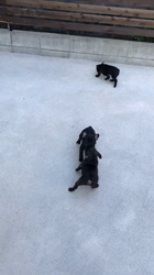 谷岡和宣ブリーダーのブログ：初めてのお外