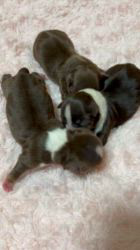 山口昌江ブリーダーのブログ：✨🐣くるみbaby🐣✨