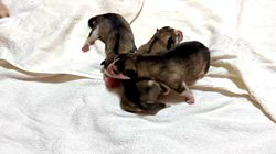 早川舞ブリーダーのブログ:子犬が産まれましたーーー!!!