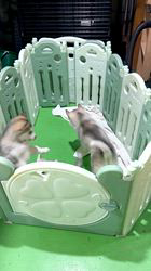 早川舞ブリーダーのブログ：ハスキー赤ちゃんまたまた大きくなりました！