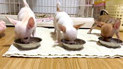 早川舞ブリーダーのブログ：ご飯の時間です‎ 𐩢𐩺