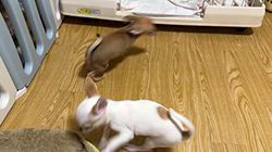 早川舞ブリーダーのブログ：チワワのエクササイズ🏃💨🚶☀