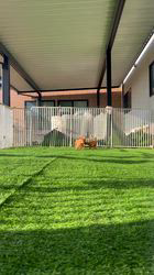 五十嵐千枝ブリーダーのブログ:今日も元気に☆