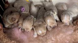 五十嵐千枝ブリーダーのブログ：可愛いマルプーちゃん産まれました