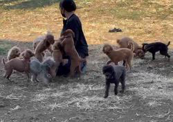 五十嵐千枝ブリーダーのブログ：大人気な・・・♡