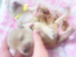 五十嵐千枝ブリーダーのブログ：🐶Babyマルプー🐶