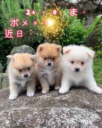 本島軍勝ブリーダーのブログ：ポメ柴