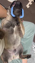 須藤智恵ブリーダーのブログ：下半身脱力系男子