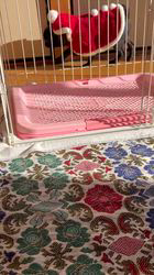 須藤智恵ブリーダーのブログ：また来てね✨