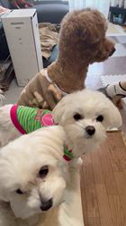 濱田美智子ブリーダーのブログ：おやつタイム🐶