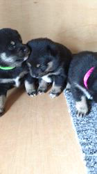 平井貴大ブリーダーのブログ：黒豆柴四兄妹🐶🐶🐶🐶