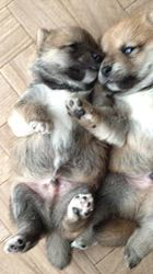 平井貴大ブリーダーのブログ：おっとり兄弟🌼🐶