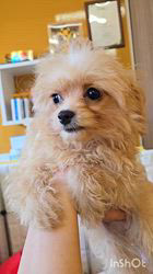 チワプー(トイプードル×チワワ)【福岡県・男の子・2025年7月17日