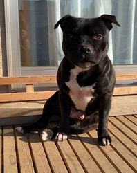 渡邊真澄ブリーダーのブログ：父親Roiくんと子犬