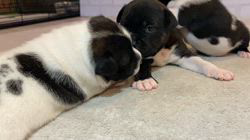 渡邊真澄ブリーダーのブログ：キュートなbabies🖤🐾 staffordshire bullterrir