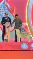 李楡燁ブリーダーのブログ：CKU本部展｜Best In Show 🦌鹿