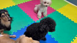 井上加奈子ブリーダーのブログ：みんな気持ちいいね😊