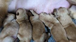 伏見一人ブリーダーのブログ：11月はゴールデンレトリバーの出産ラシュ！