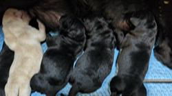 伏見一人ブリーダーのブログ：ラブラドール赤ちゃん生まれました！