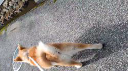 上野裕子ブリーダーのブログ：生後6ヶ月になりました🐶