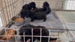 小峯恵美ブリーダーのブログ：ダップーちゃん、離乳食、始まりました✨