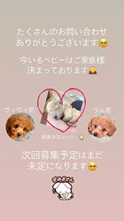 矢野亜紀子ブリーダーのブログ：お問い合わせ🐶