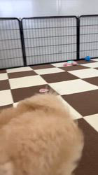 鳥塚昭源ブリーダーのブログ：⭐️掲載中ポメプー兄妹動画⭐️