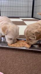 鳥塚昭源ブリーダーのブログ：⭐️本日掲載のマルプー兄弟の離乳食練習動画⭐️