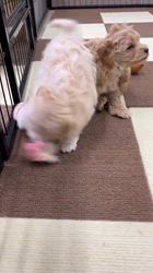 鳥塚昭源ブリーダーのブログ：ふわふわマルプー兄妹の元気いっぱい動画をお届け！