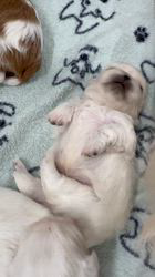 鳥塚昭源ブリーダーのブログ：ペキニーズの赤ちゃん…🐶💛