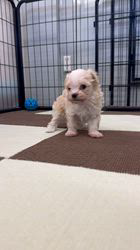 鳥塚昭源ブリーダーのブログ：マルプーの赤ちゃん🤍 生後36日になりました！