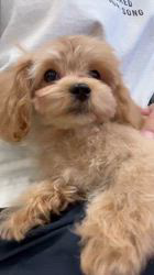 鳥塚昭源ブリーダーのブログ：抱っこ大好きな甘えん坊マルプーの男の子をご紹介🐶