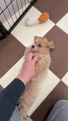 鳥塚昭源ブリーダーのブログ：甘えんぼ全開♡抱っこ大好きなマルプーの男の子です