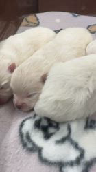 鳥塚昭源ブリーダーのブログ：【成長記録】ポメラニアンの赤ちゃん、生後5日になりました🐾