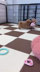 鳥塚昭源ブリーダーのブログ：🐶🎥マルプー兄弟の動画を更新しました🎥🐶