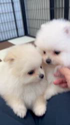 鳥塚昭源ブリーダーのブログ：🐶12/06生まれ ポメラニアン（クリーム）兄妹動画を更新しました🐾✨