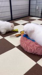 鳥塚昭源ブリーダーのブログ：ペキニーズの女の子のご紹介です🐾