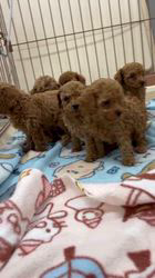 鳥塚昭源ブリーダーのブログ：トイプードル兄妹の仲良し動画が撮れました🐩💕今週掲載予定の子犬✨