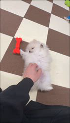 鳥塚昭源ブリーダーのブログ：🐶甘えん坊な爆毛ポメちゃん💓生後75日｜見学予約受付中