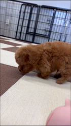鳥塚昭源ブリーダーのブログ：🐩1月10日生まれ｜ちょこちょこ動く姿がたまらないトイプードル子犬🐾🎥