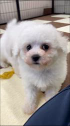 鳥塚昭源ブリーダーのブログ：🐶✨ビションフリーゼの子犬たちをご紹介します✨
