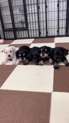 鳥塚昭源ブリーダーのブログ：🐶💙【元気いっぱい5兄弟✨】ミニチュアシュナウザーの男の子たちをご紹介🎀