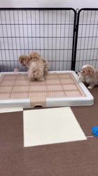 鳥塚昭源ブリーダーのブログ：【4兄弟で元気いっぱい🐶💕マルプーの男の子3匹・女の子1匹がすくすく成長中✨】